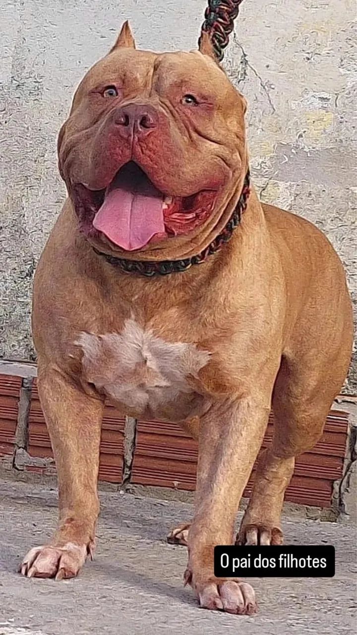 Filhotes de Pitbull puro ?