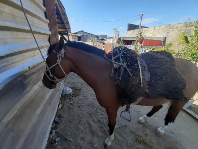 Egua crioulo 