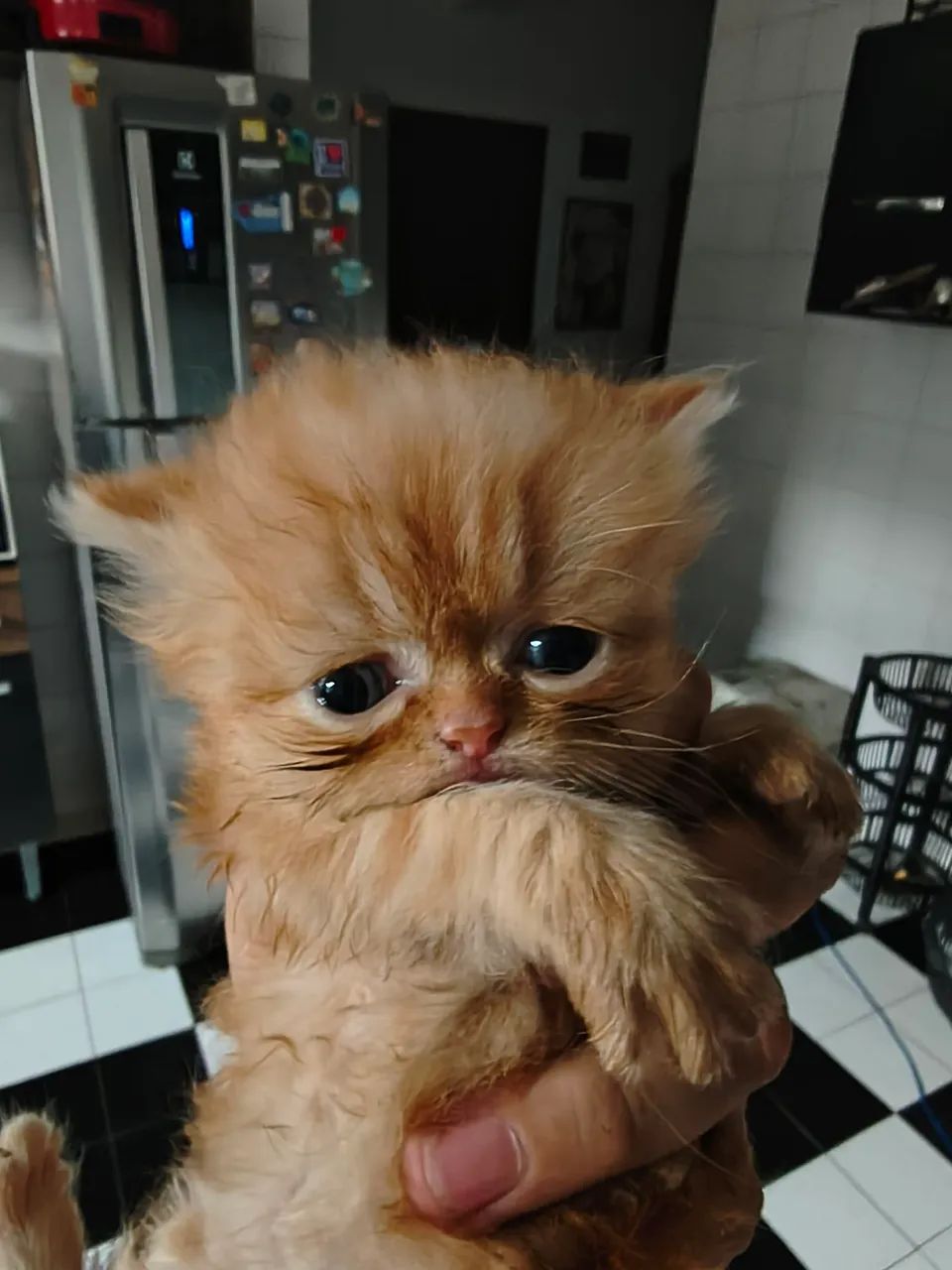 Filhote Persa 50 dias  - Foto 3