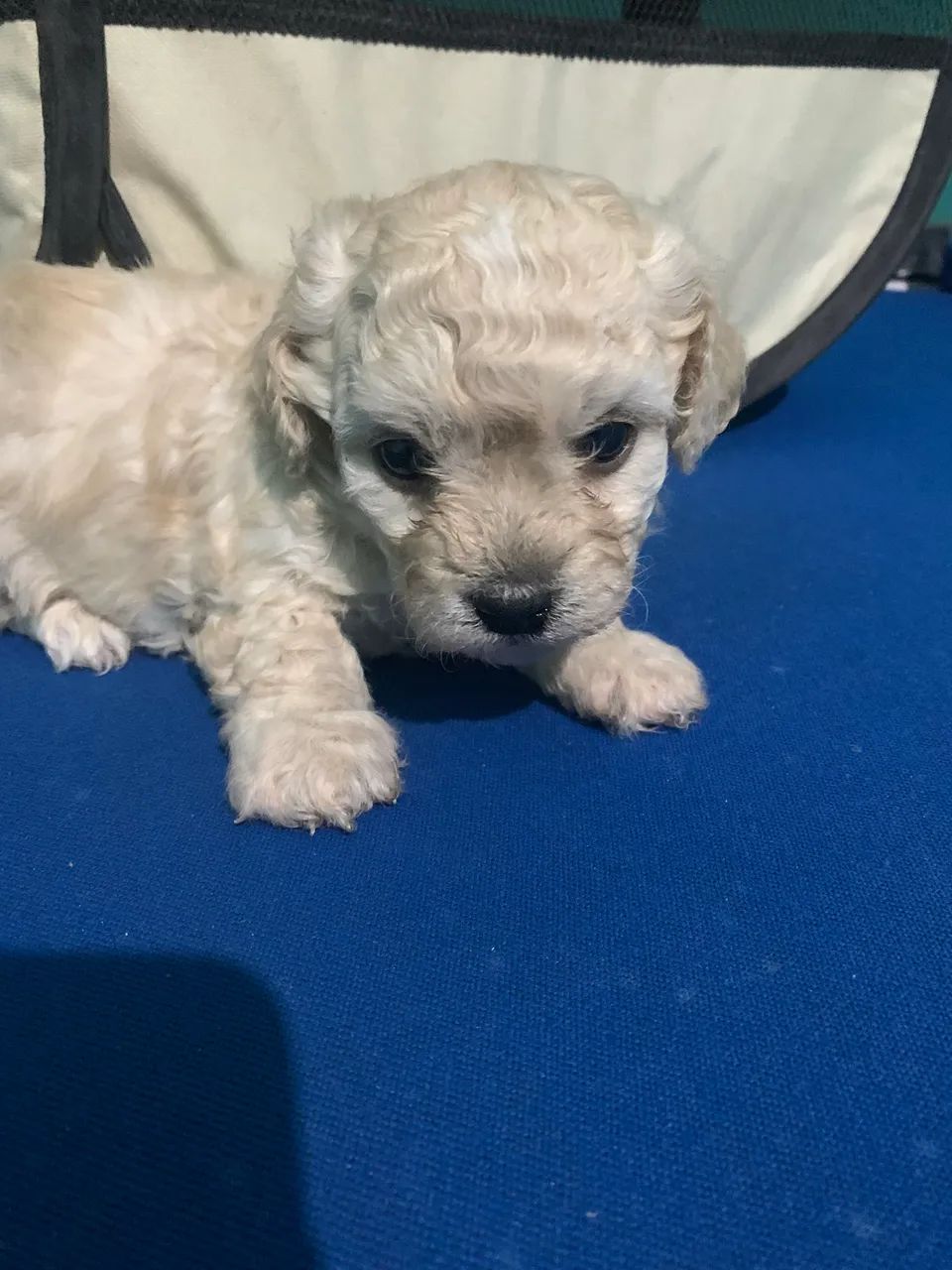 Filhote de cachorro - Foto 2