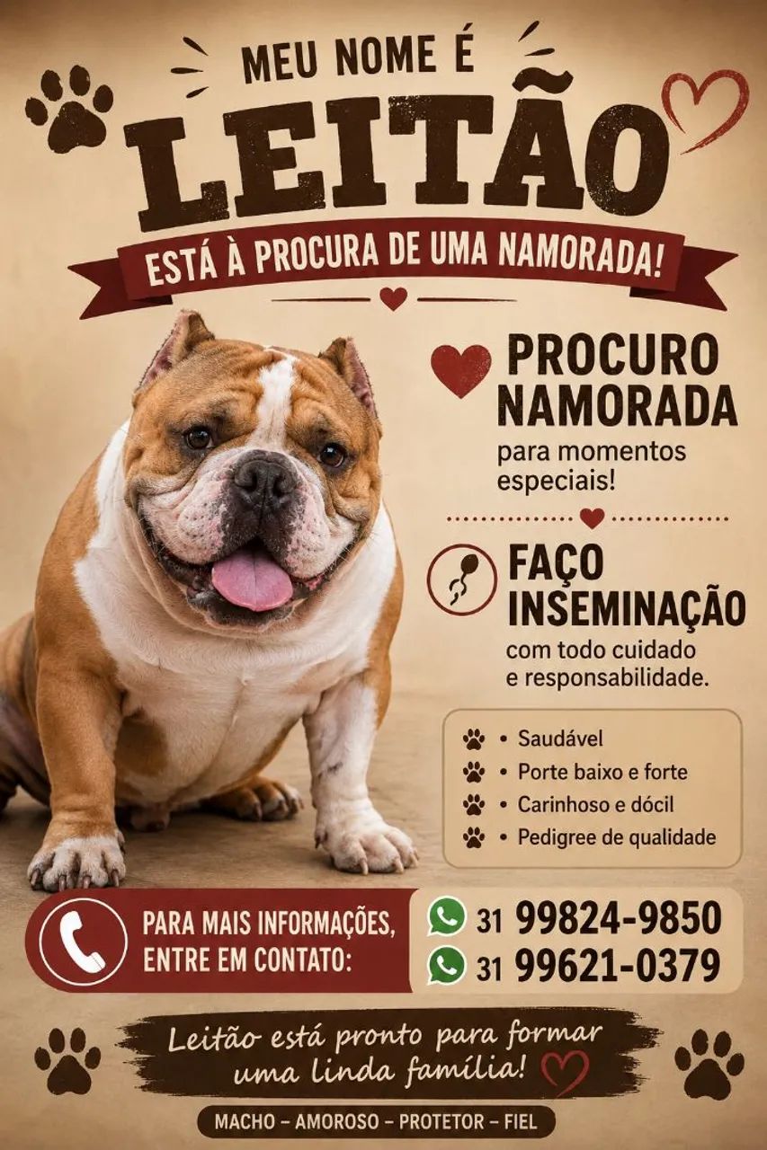 American bully 