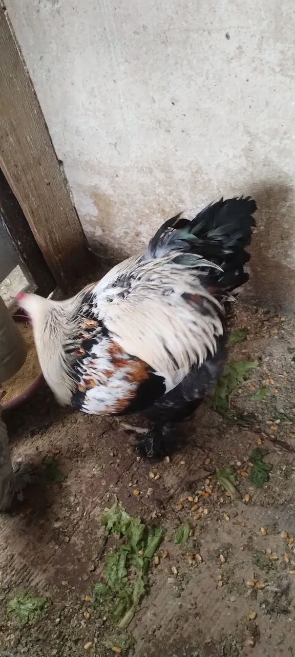 Galo Brahma perdiz salmão  - Foto 3
