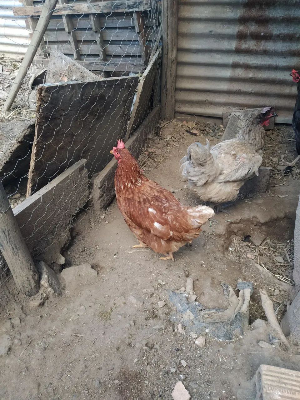 Galinhas - Foto 3