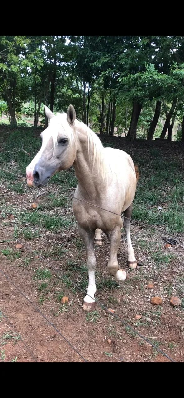 Cavalo Quarto de Milha   - Foto 2