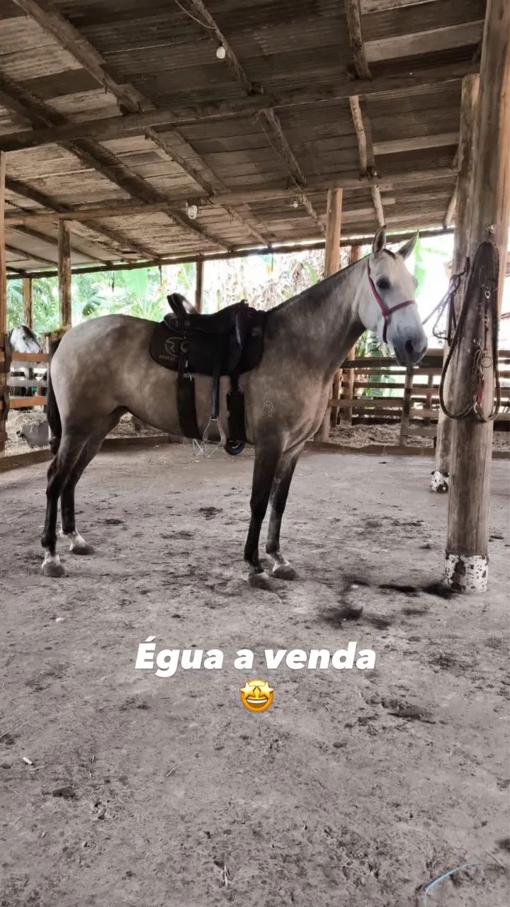 Égua mm a venda 
