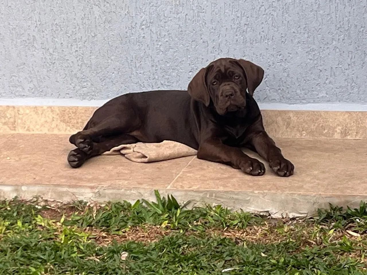 Cane corso
