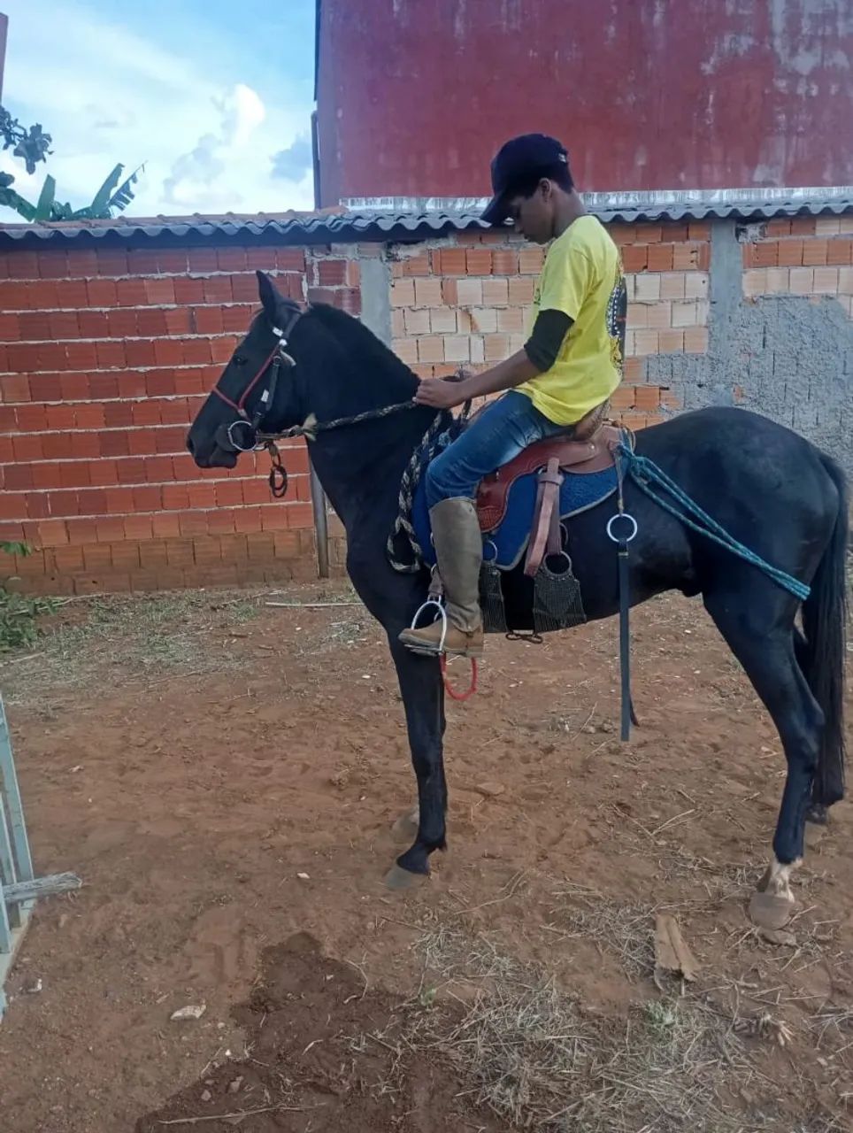 Cavalo MM