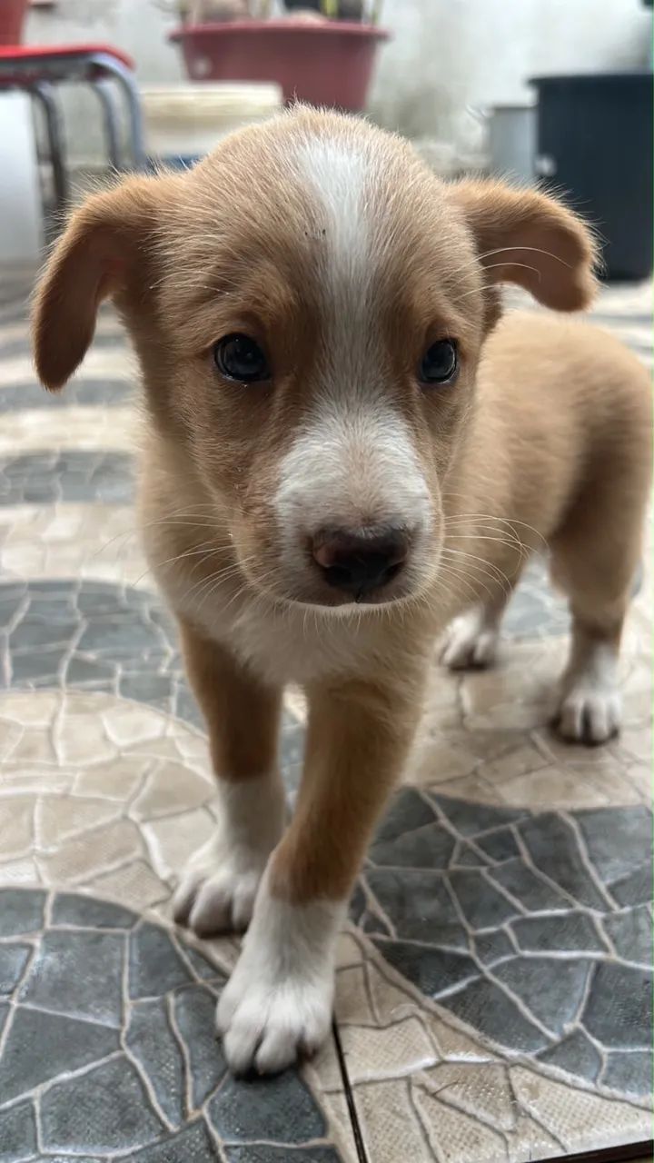 Filhote de Border Collie