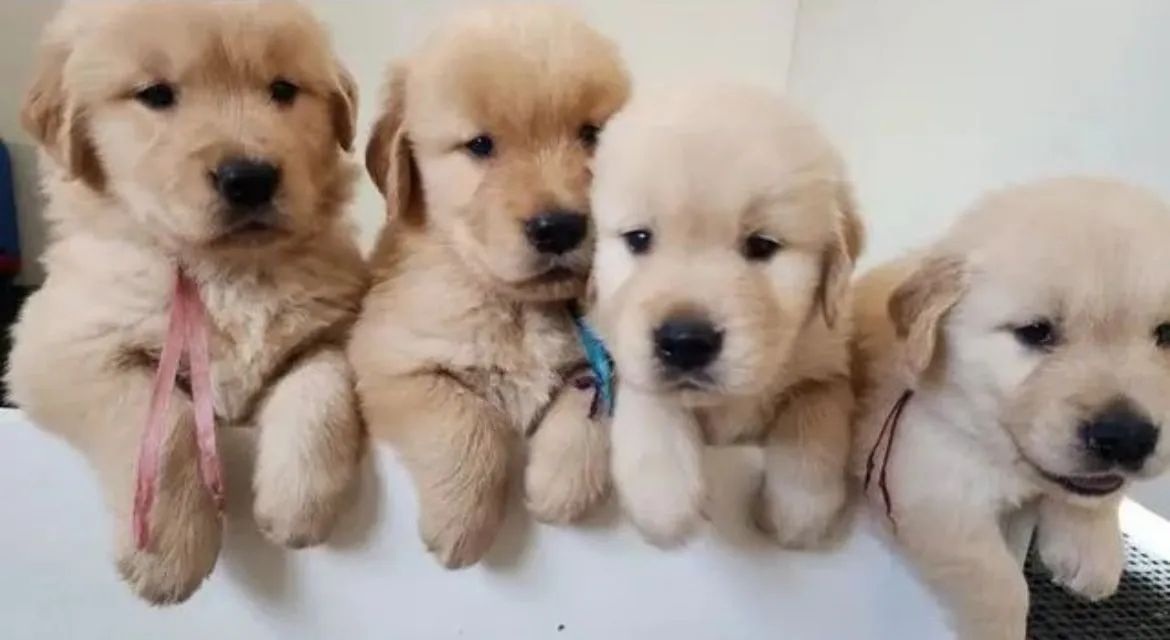 Golden retriever filhotes, muito amor para seu dia dos namorados 