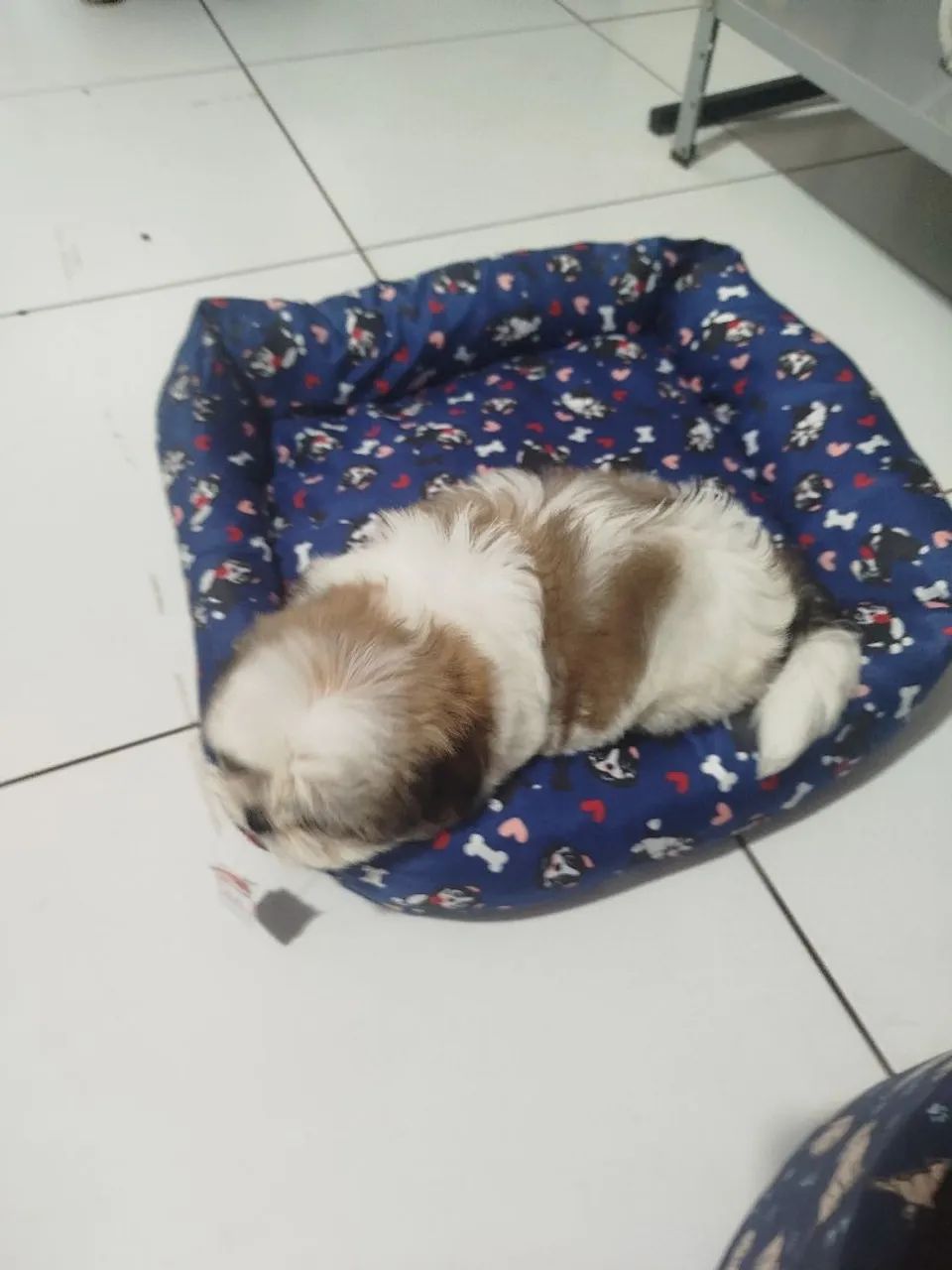 Shitzu com procedência  - Foto 4
