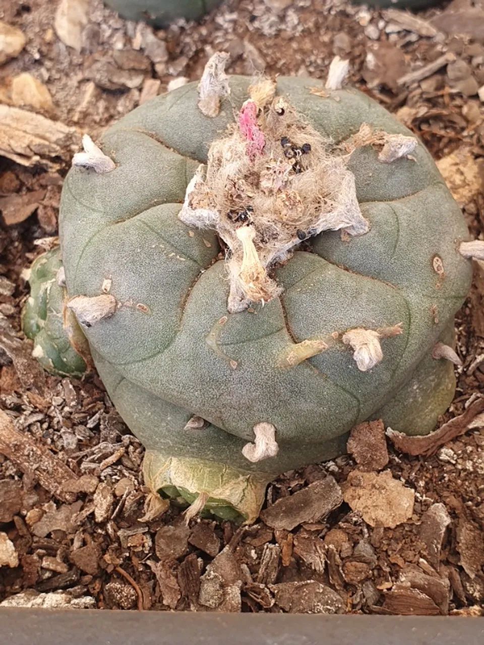 Lophophora williamsii Com 3 Brotos Pote Nº 5 - Foto 5