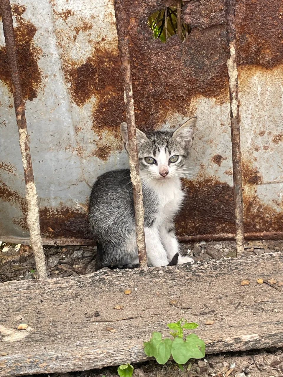Gatinhos para adoção  - Foto 2