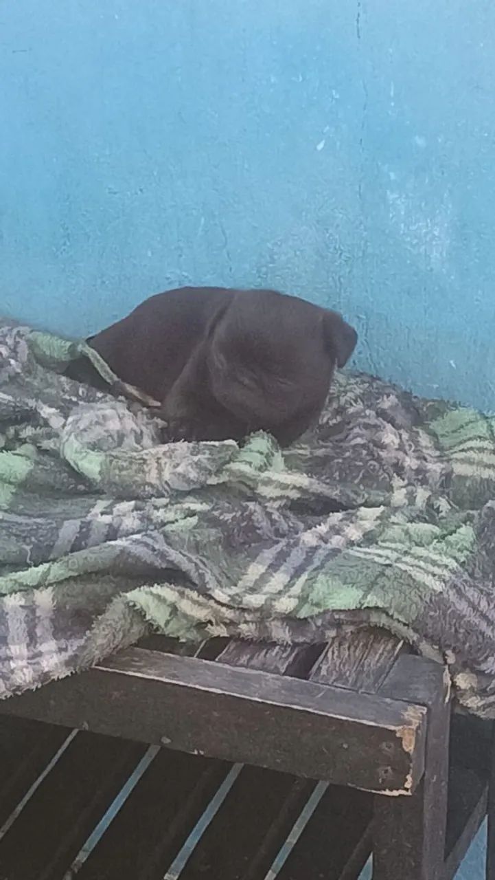Filhote de pug