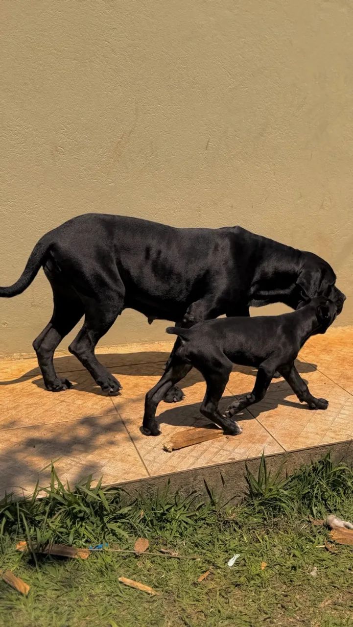 Cane corso macho FULLBLACK  - Foto 5