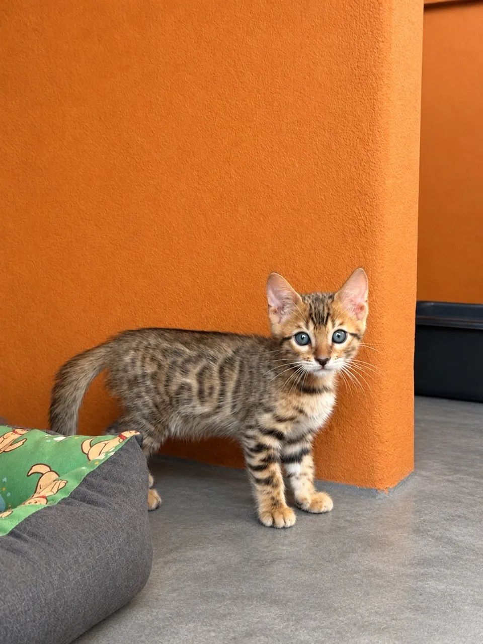 Bengal  - Foto 2