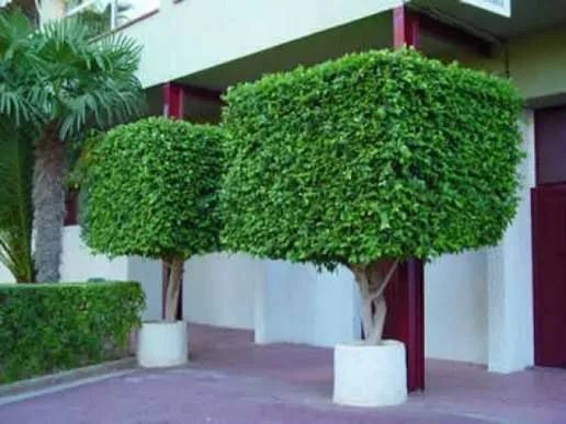 Jardinagem profissional  - Foto 3