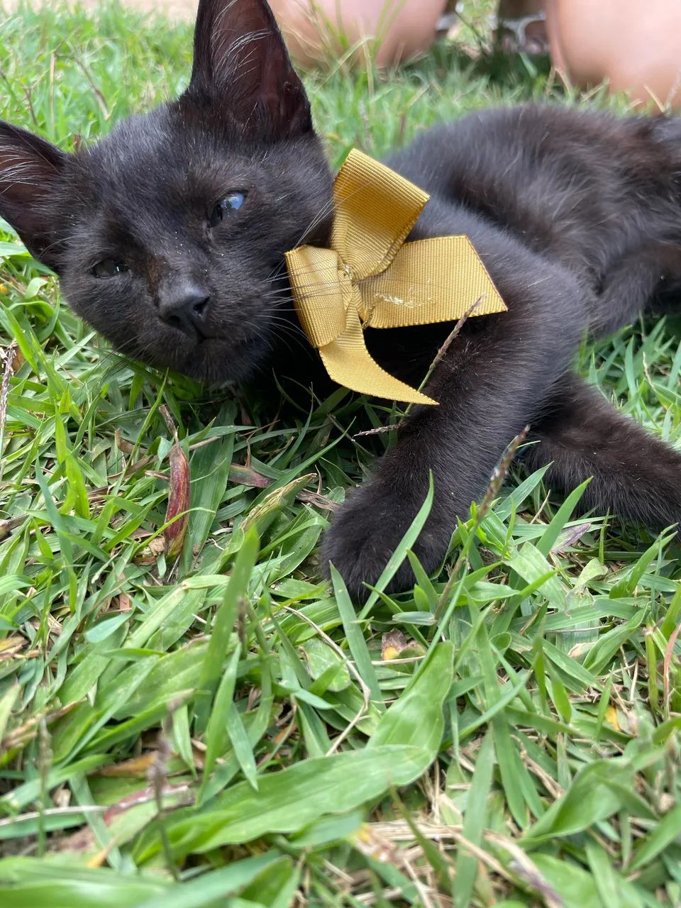 Doação de gatinhos.  - Foto 2
