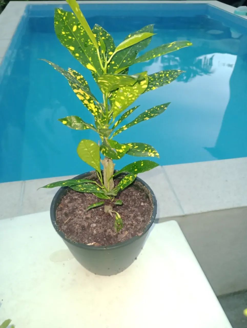 Plantas - Foto 3
