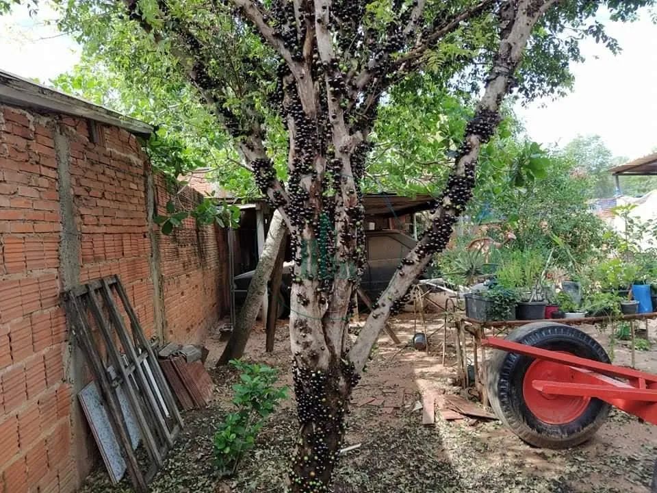 Sobrado amplo em Saltinho com quintal e ótima localizaçã - Foto 3