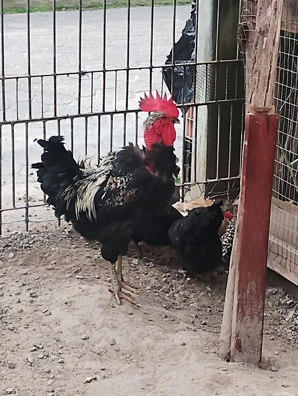 Galo  - Foto 3