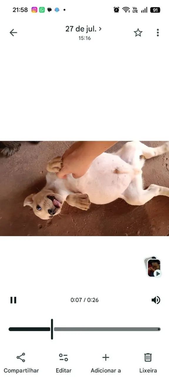 Labrador  - Foto 2