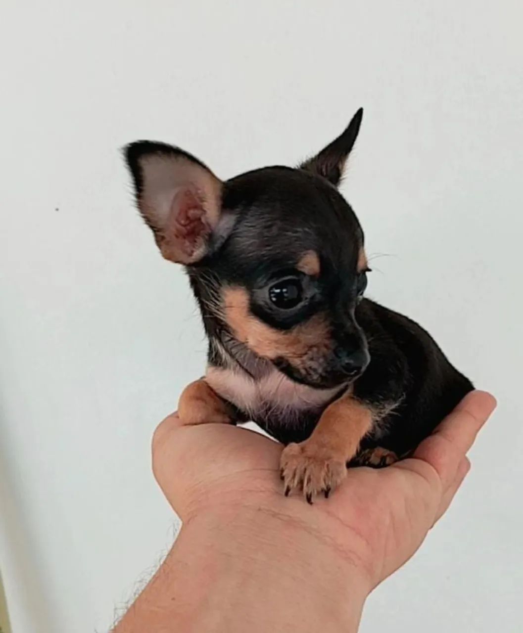 Machinho de pinscher zero