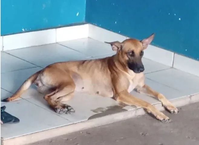 FILHOTES PASTOR MALINOIS - Foto 5