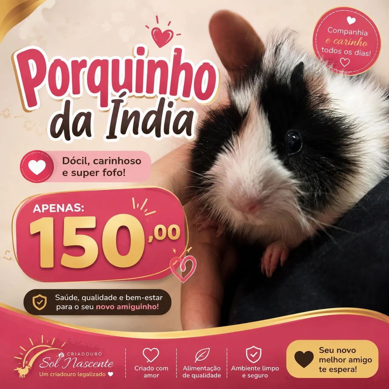 Porquinho da Índia 