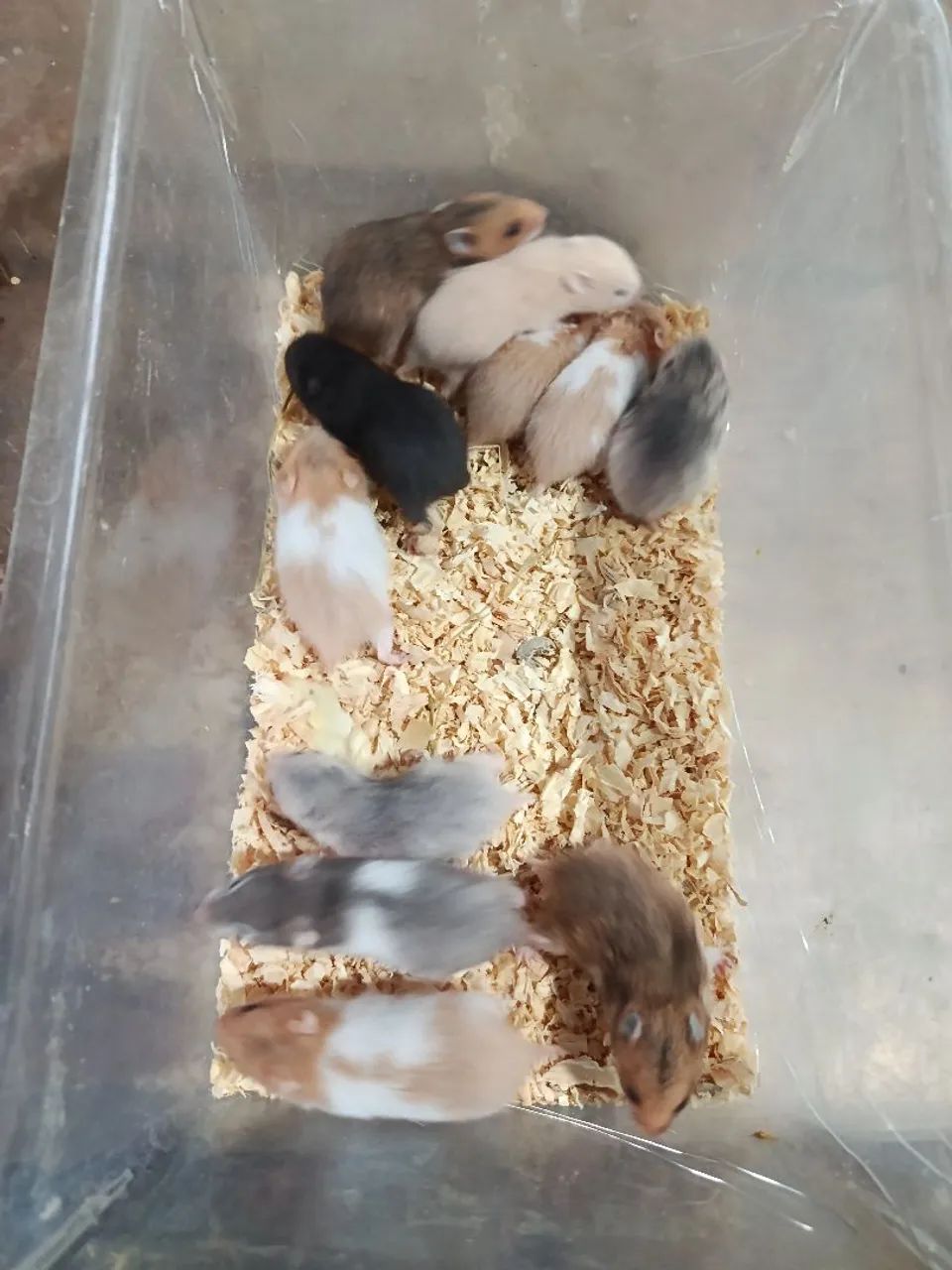 Hamster - Foto 2
