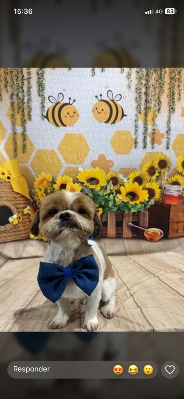Vendo Shihtzu  - Foto 3