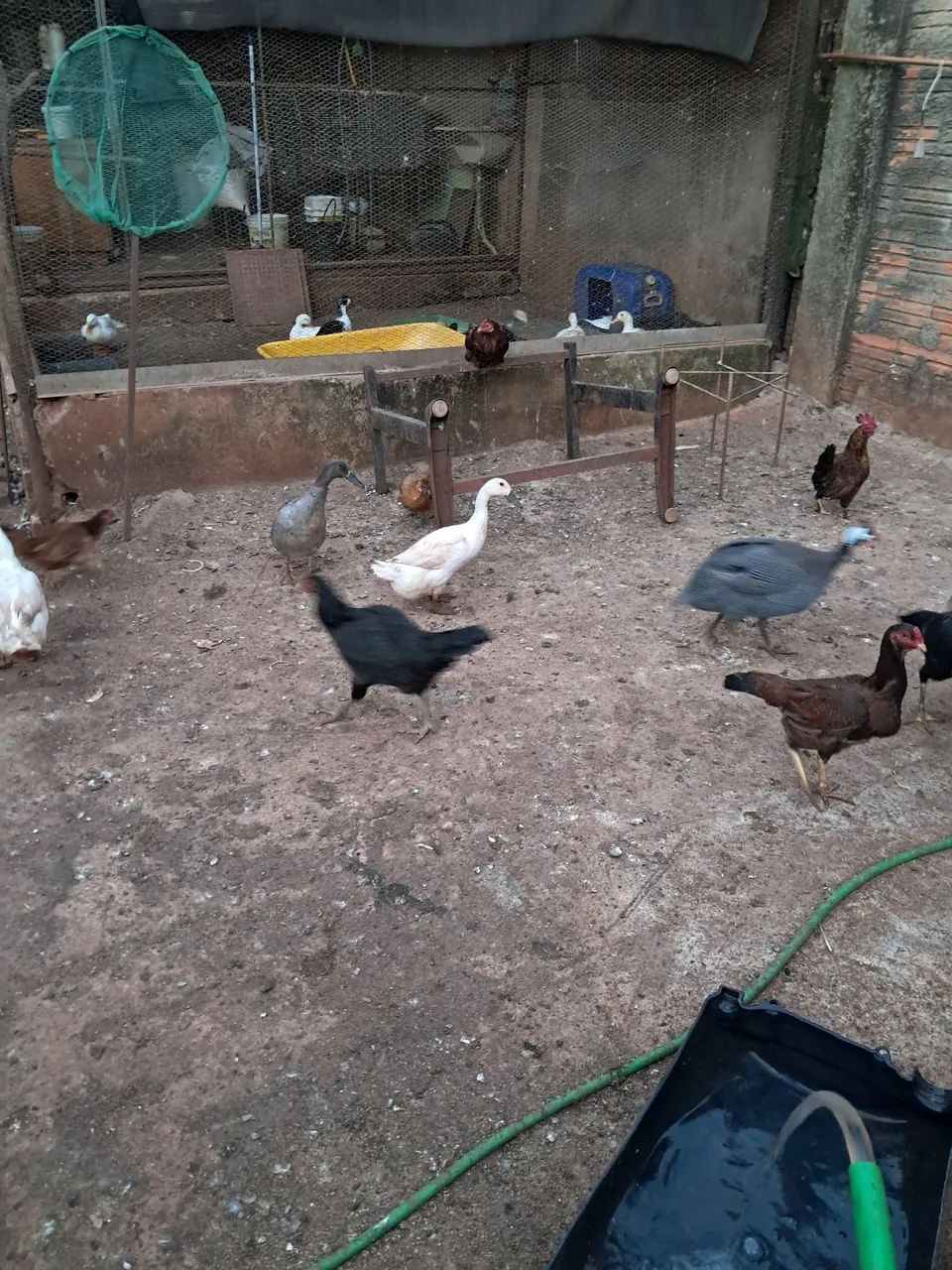 Galinhas e frngos - Foto 2