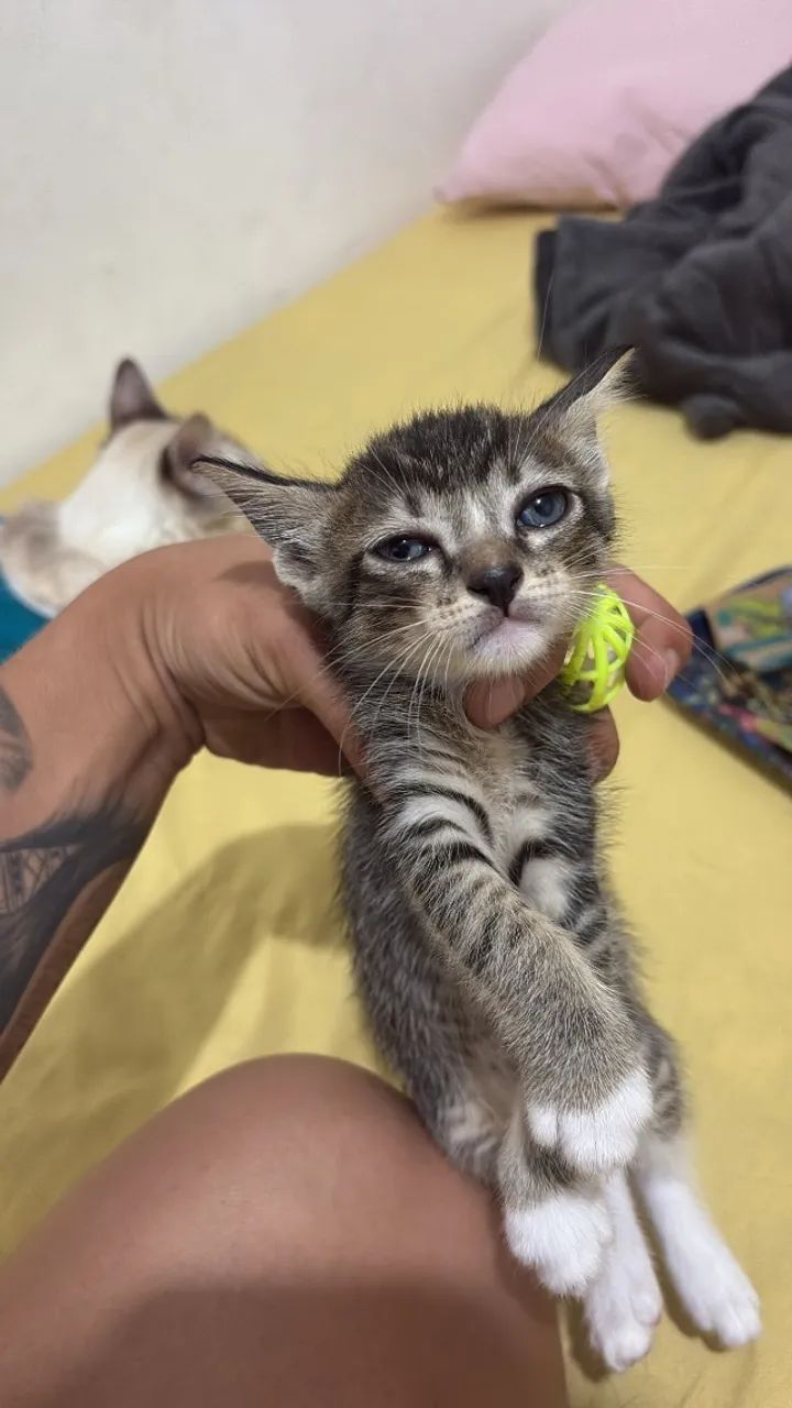 Gato doação  - Foto 3