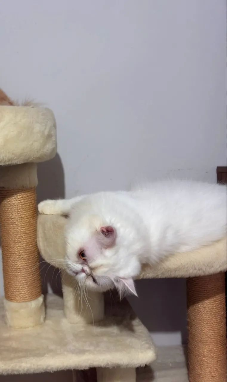 Gato persa macho  - Foto 2