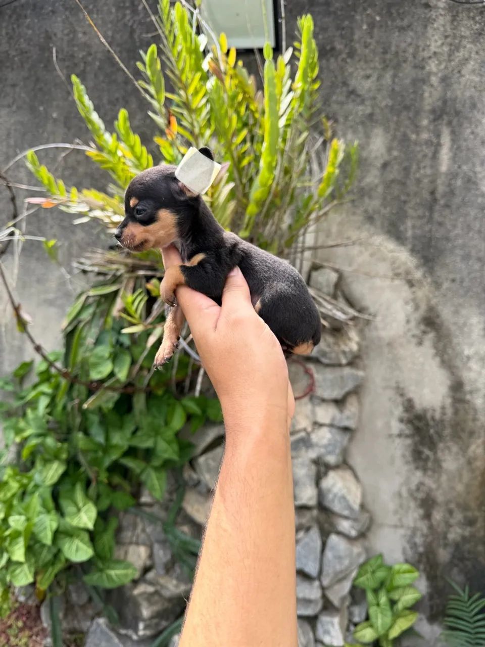 Pinscher zero miniatura  - Foto 2