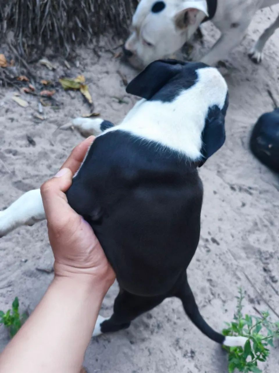 Filhotes de Pit Bull  - Foto 2