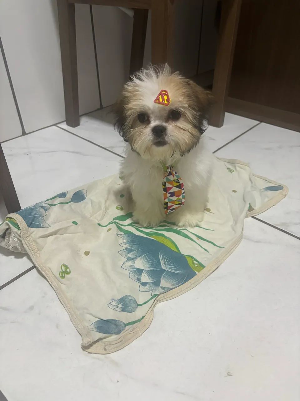 Shitzu Macho - Foto 2