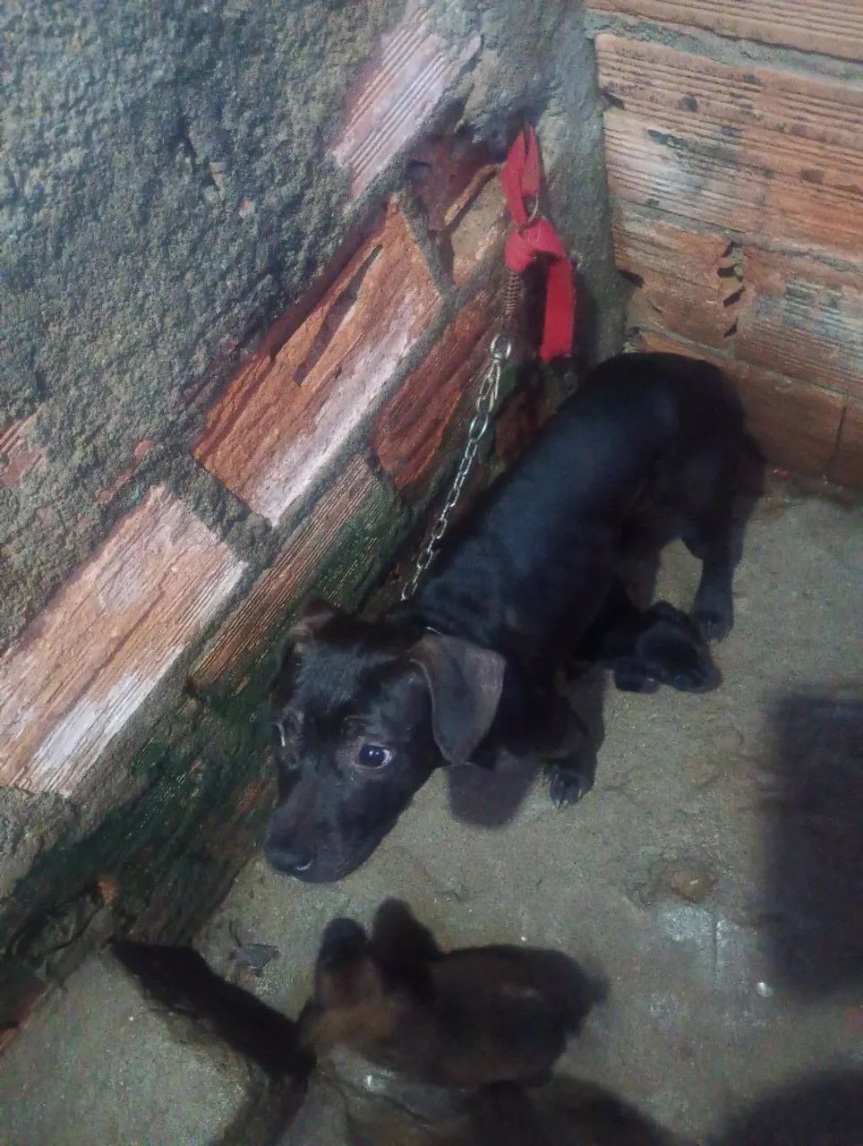 Filhote Pit Bull  - Foto 2