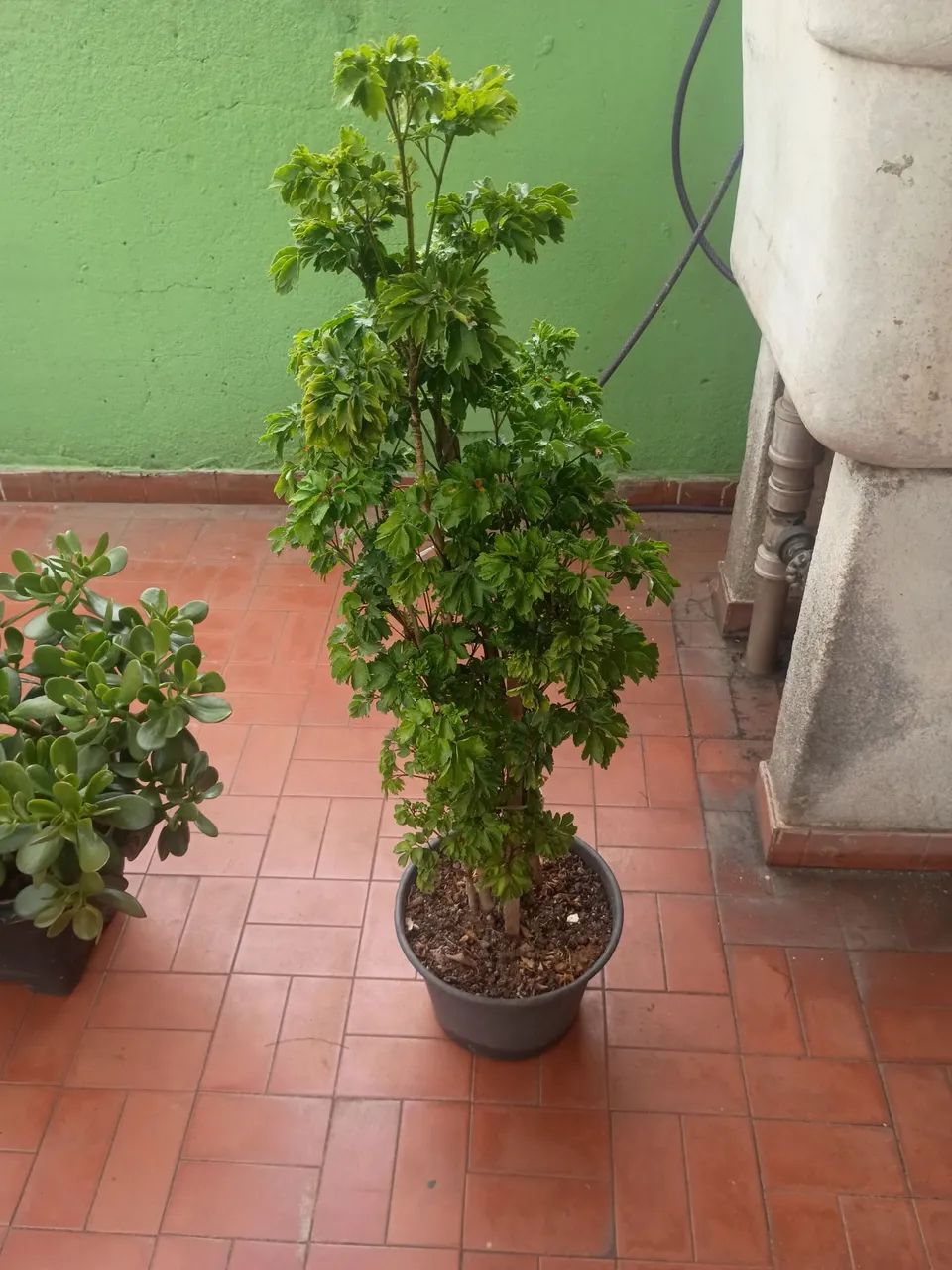 Plantas  - Foto 4
