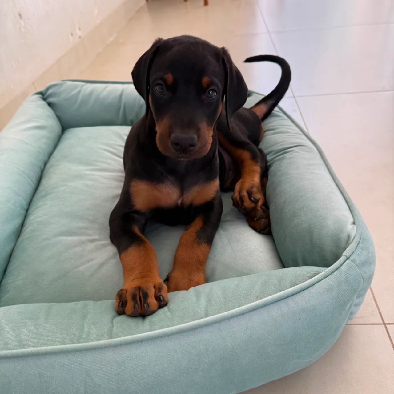 Cachorro  - Foto 4