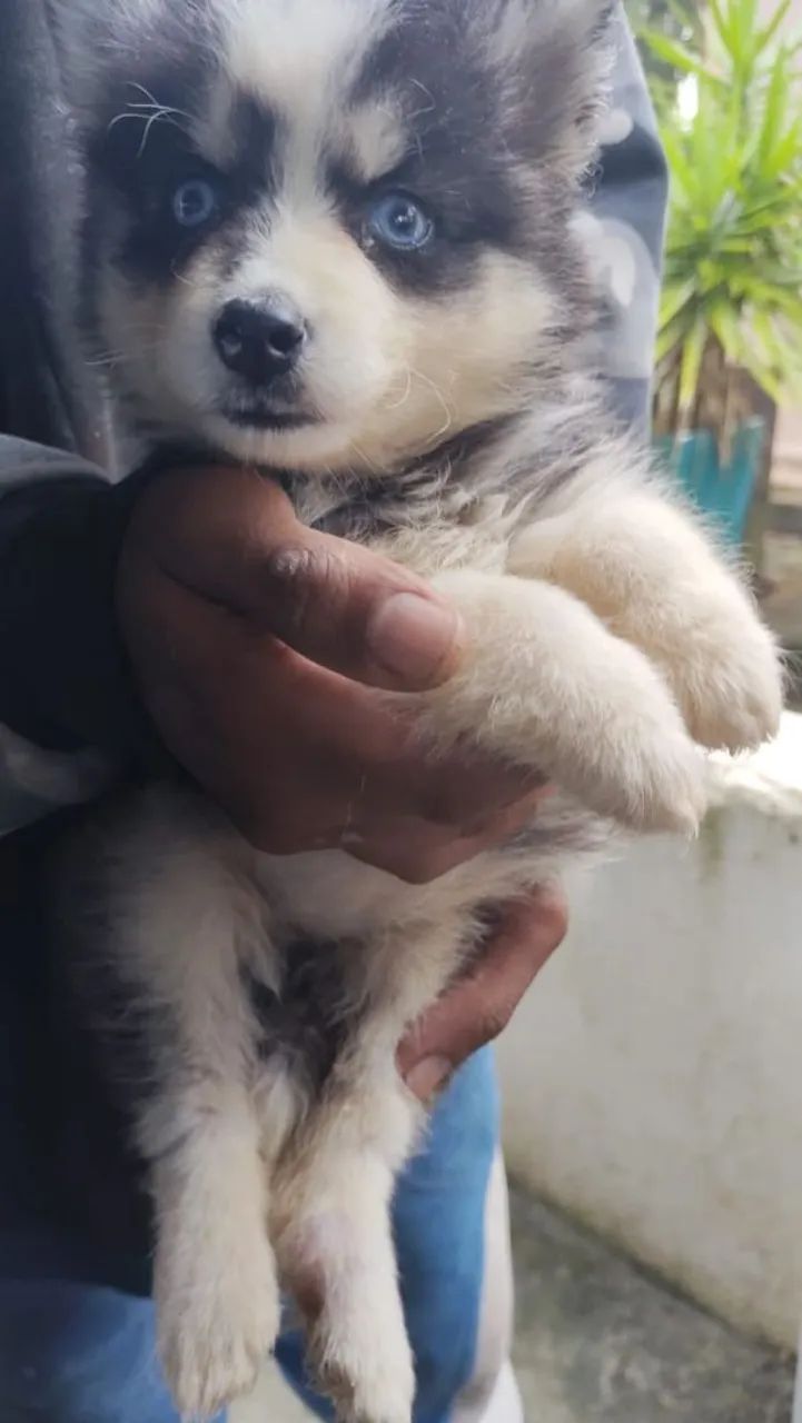 Husky  macho com 3 meses