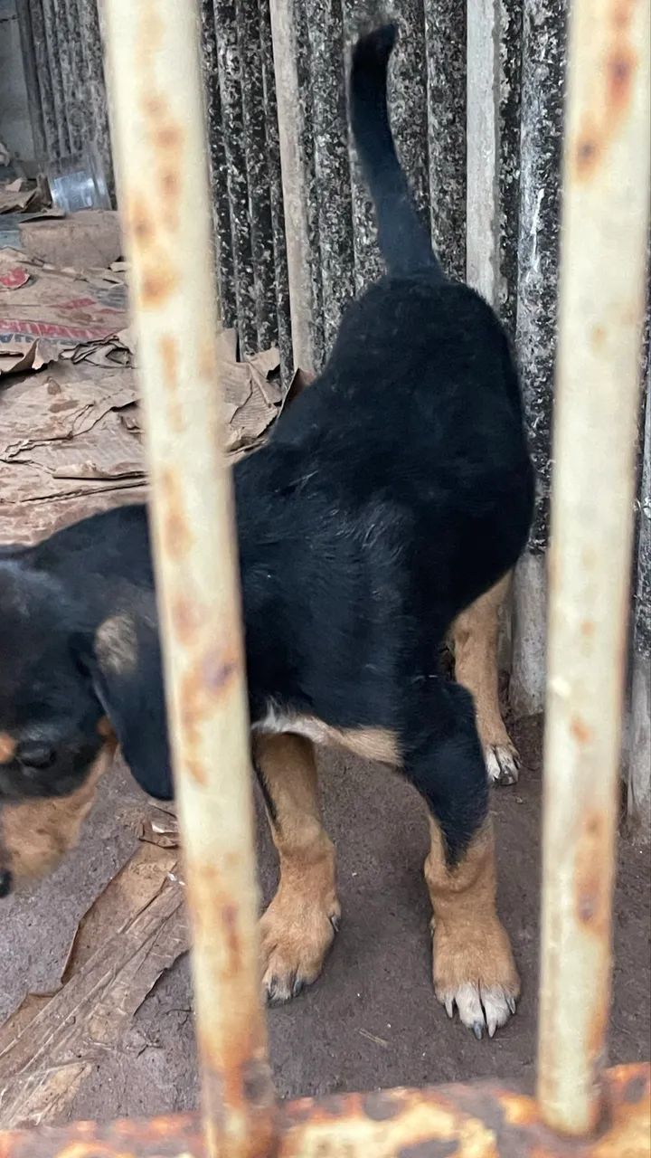 Doasse cachorrinhos  - Foto 5