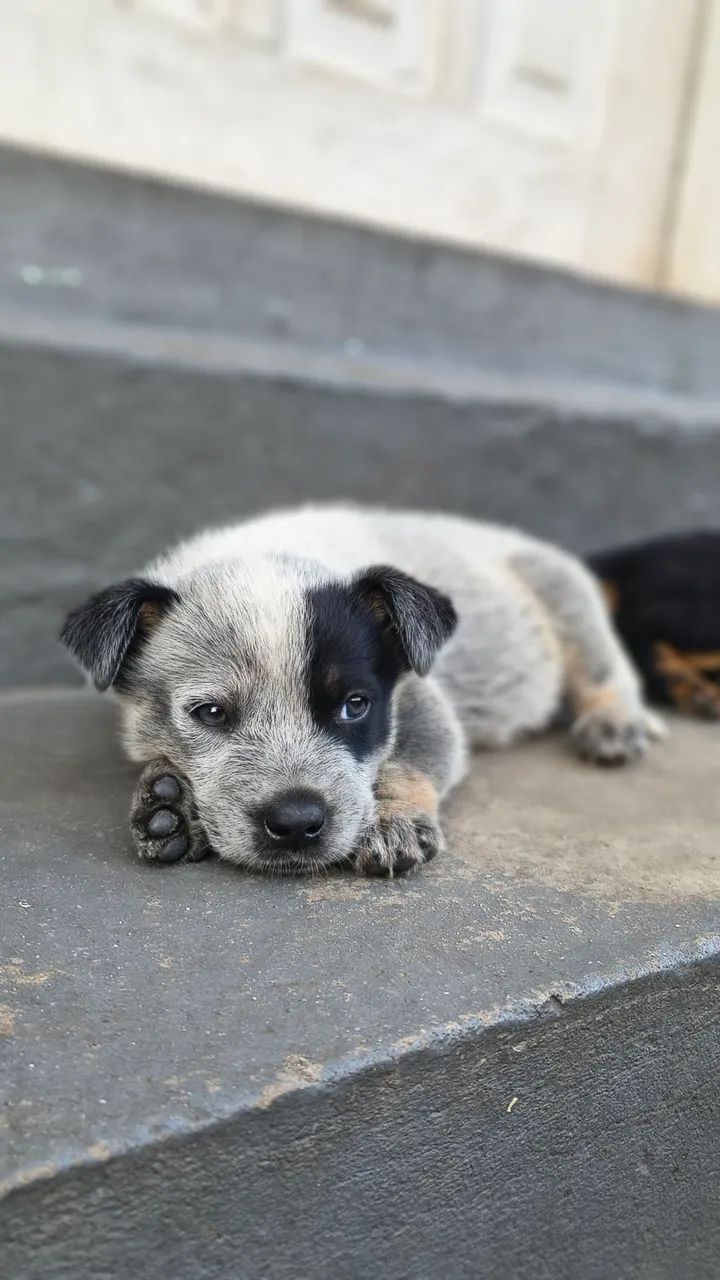 Cachorro  raça blue beeler