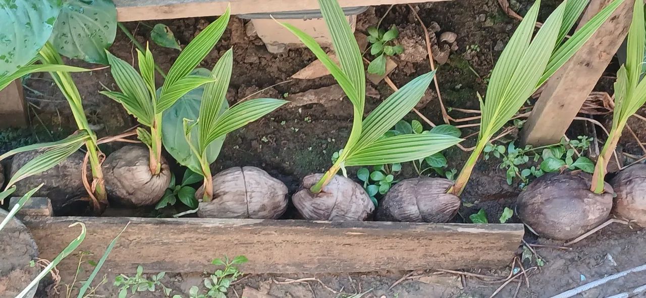 Vendo mudas de cócó 10 mudas - Foto 2