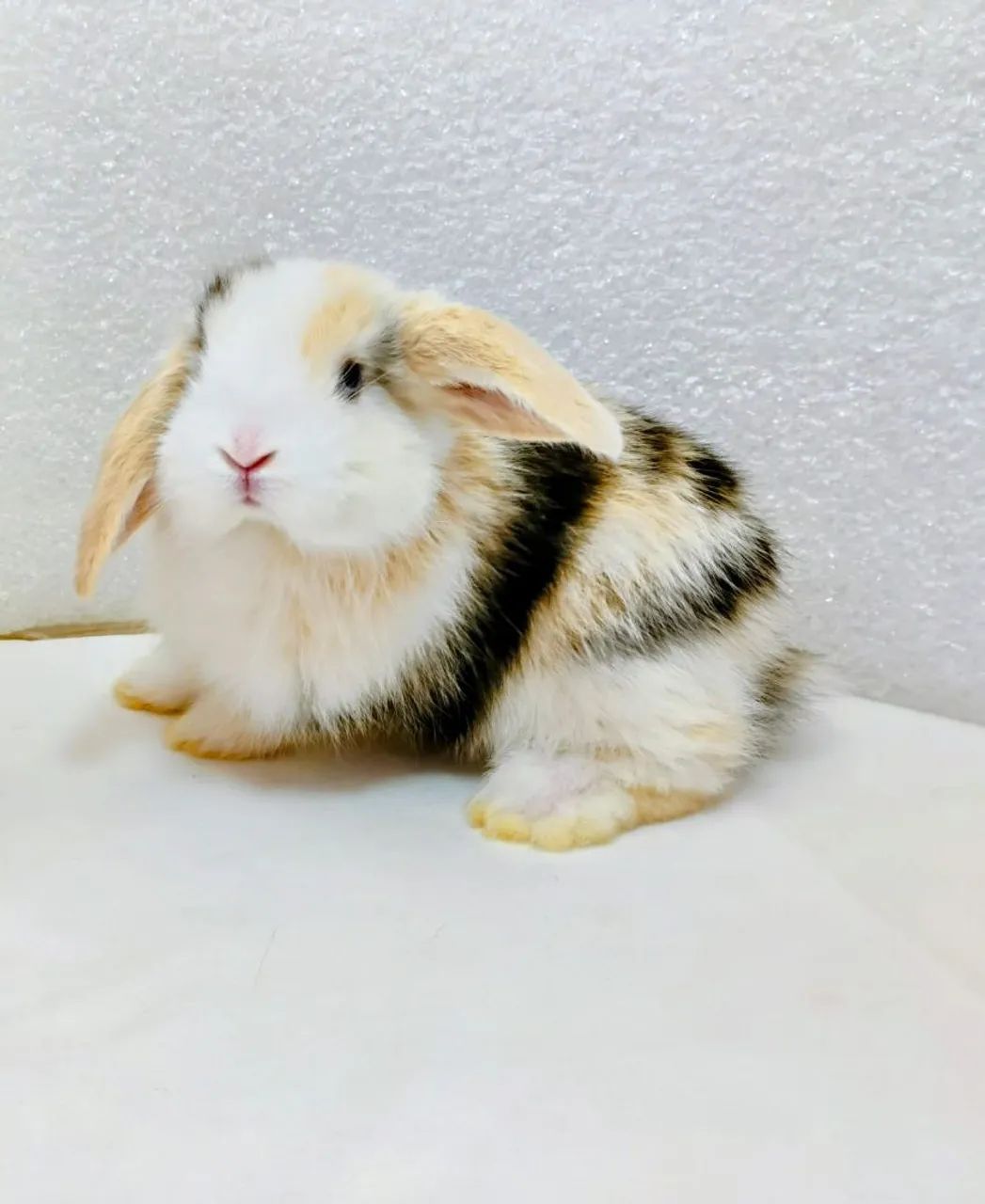Mini Coelhos Mini Lop - Foto 2