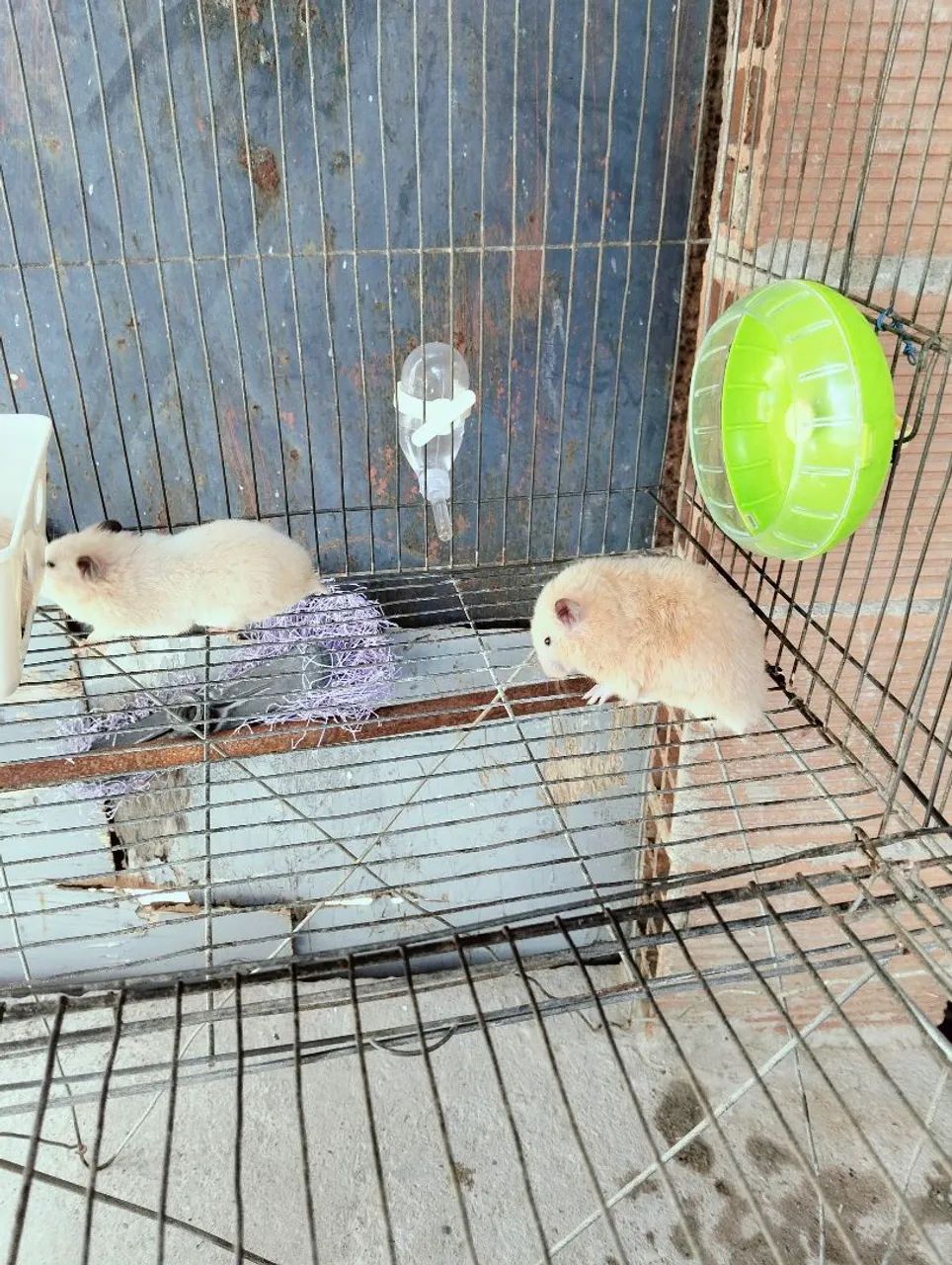 Vendo casal de hamster reprodutor - Foto 2