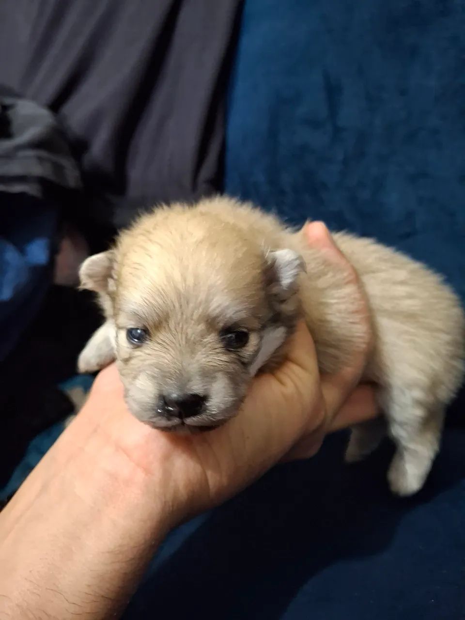 Spitz alemão  - Foto 4