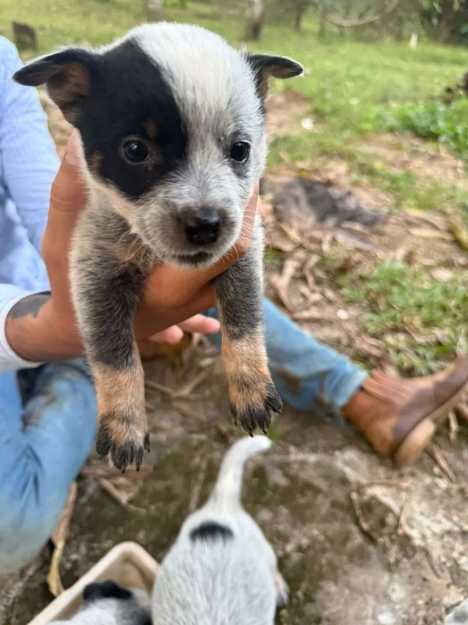 Boiadeiro Australiano, Blue/Red Heeler  - Foto 5
