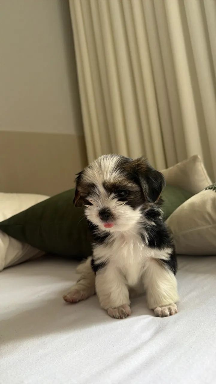 Vendo cachorro 