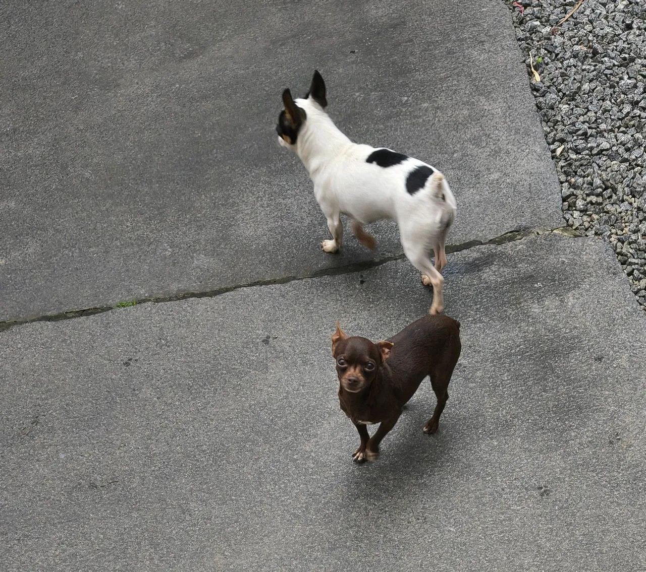 Pinscher  - Foto 3