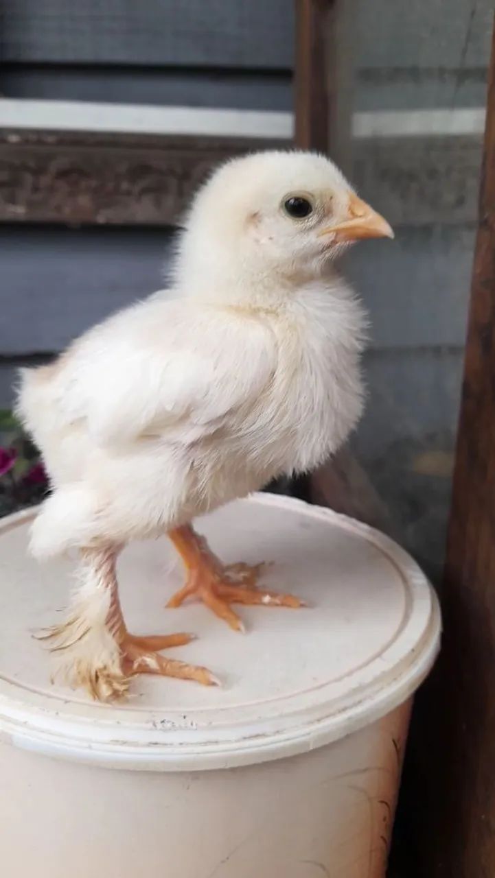 7 Pintinhos brahma white com 15 dias - Foto 4